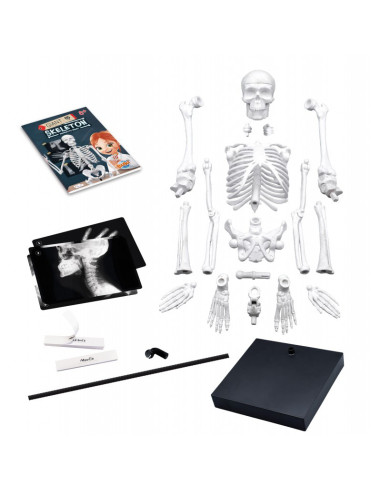 BK2181,Schelet 85 cm