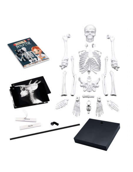 BK2181,Schelet 85 cm