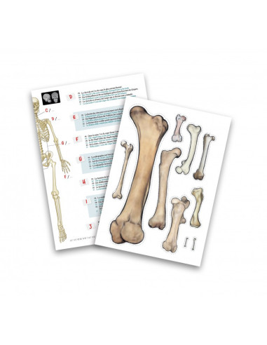 BK2181,Schelet 85 cm