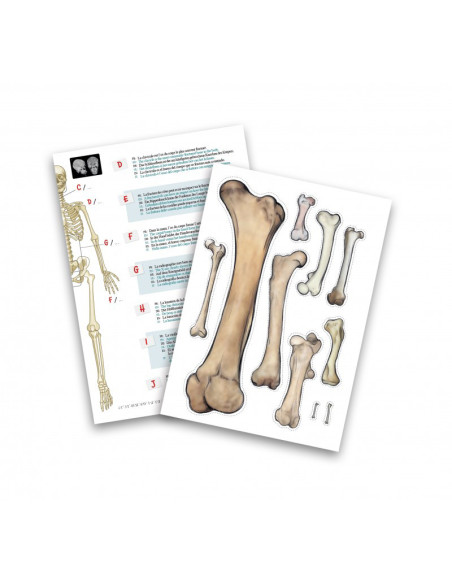 BK2181,Schelet 85 cm