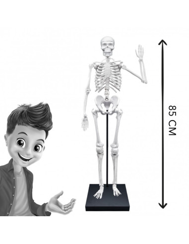 BK2181,Schelet 85 cm