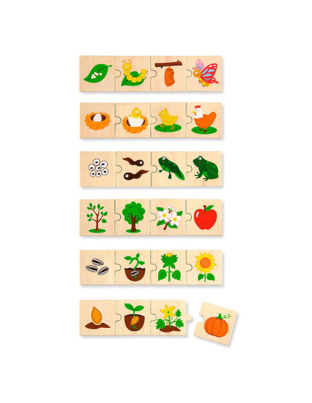 VIG51609,Etapele dezvoltarii, puzzle de asociere din lemn