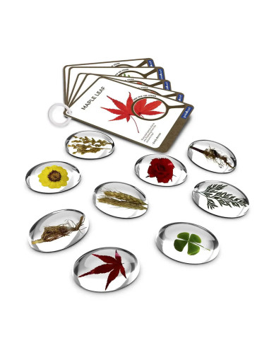 G4502,Specimen Stones, pietre din acril cu plante, Guidecraft