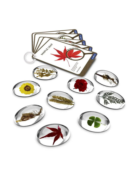 G4502,Specimen Stones, pietre din acril cu plante, Guidecraft