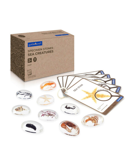 G4501,Specimen Stones, pietre din acril cu creaturi marine