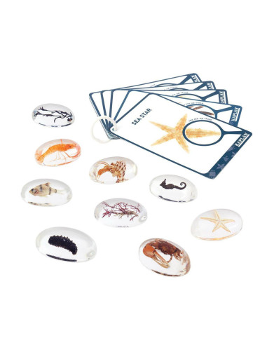 G4501,Specimen Stones, pietre din acril cu creaturi marine