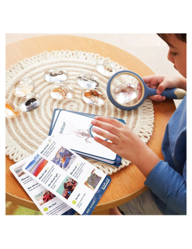 G4501,Specimen Stones, pietre din acril cu creaturi marine