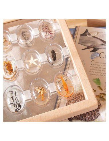 G4501,Specimen Stones, pietre din acril cu creaturi marine