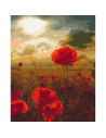 P4261,Set Pictura pe numere 40x50cm, Brushme - Camp cu maci - panza, cadru de lemn, pensule, culori acrilice, BS51961