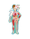 978-88-303-8129-2,Cunoaste si exploreaza - Puzzle Minunatul corp uman (200 piese)