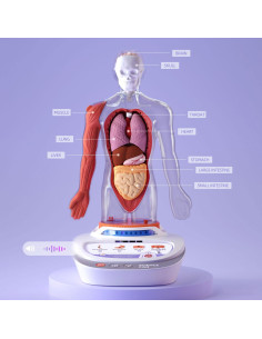 1600222024ig0002,Descopera corpul uman - Enciclopedie Interactiva STEAM 2