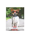 Set 10 caiete Herlitz A5, 48 file, 70 g/mp, matematica, colturi rotunjite, Motiv cool dog