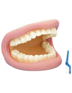 CD03083,Model demonstratie Cum se spala dantura