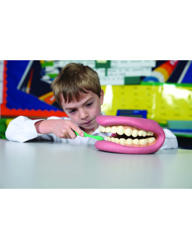 CD03083,Model demonstratie Cum se spala dantura