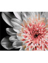 LW30500,Pictura pe numere cu sasiu, 40x50 cm, LW30500