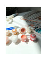 P4298,Set pictura pe numere 30x30cm, Brushme - Broscuta testoasa - pensule, culori, RC00064M