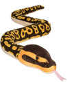 WR20728-MG,Sarpe BALL PYTHON
