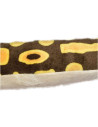 WR20728-MG,Sarpe BALL PYTHON
