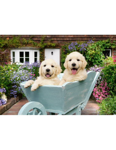 RVSPA01368,Ravensburger - Puzzle pentru varstnici Golden Retriever cu sablon de imagine si suport din carton 200 piese mari XL