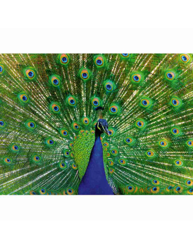 RVSPA01332,Ravensburger - Puzzle animale colorate paun 500 piese