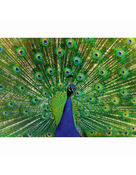 RVSPA01332,Ravensburger - Puzzle animale colorate paun 500 piese