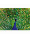 RVSPA01332,Ravensburger - Puzzle animale colorate paun 500 piese
