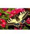 RVSPA01335,Ravensburger - Puzzle animale colorate fluture 500 piese