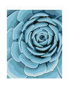RVSPBN23610,Ravensburger - CreArt pictura pe numere pentru adulti planta suculenta albastra