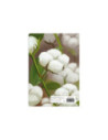 SD-CAI361-5,Caiet Aperta, Cotton soft, A5, 24 file, 90g, Tip 2 - Set 5