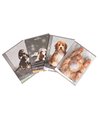 Caiet Tip 2 Elisa, 36 file, 80g/mp, coperta carton, Motiv sweet pets