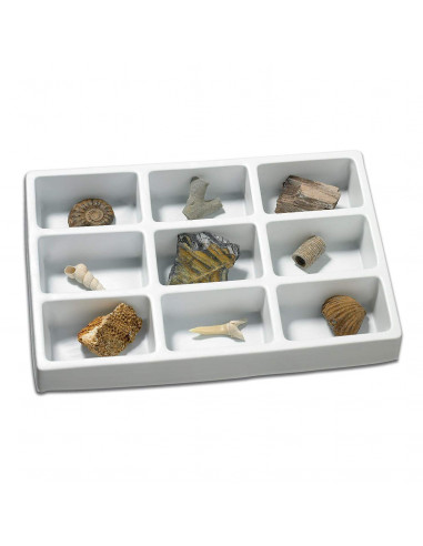 Kit paleontologie - Fosile,EI-5204