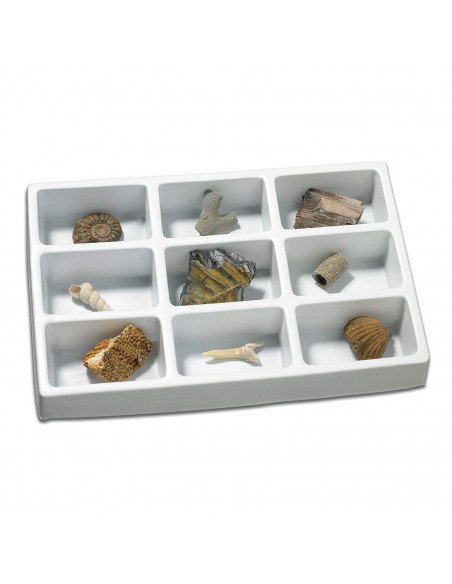 Kit paleontologie - Fosile,EI-5204