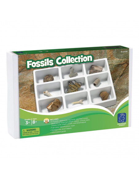 Kit paleontologie - Fosile,EI-5204