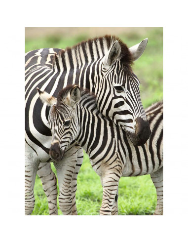 PUZZLE ZEBRE, 300 PIESE,RVSPC12948