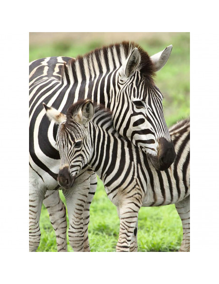 PUZZLE ZEBRE, 300 PIESE,RVSPC12948