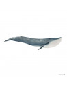 BALENA ALBASTRA - SL14806,SL14806