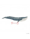 BALENA ALBASTRA - SL14806,SL14806