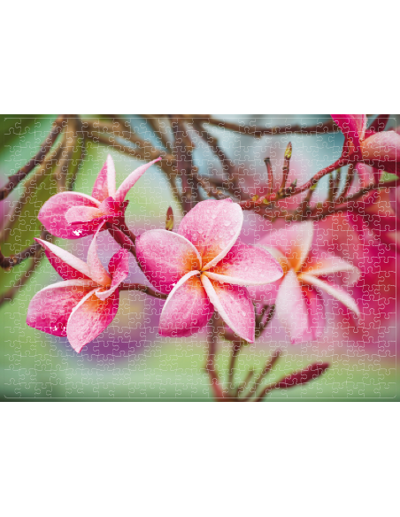 Frangipani, Puzzle Noriel, 500 Piese,Uniq2921