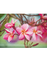 Frangipani, Puzzle Noriel, 500 Piese,Uniq2921