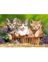 Trei Pisici Superbe, Puzzle Castorland, 500 Piese,Uniq52561