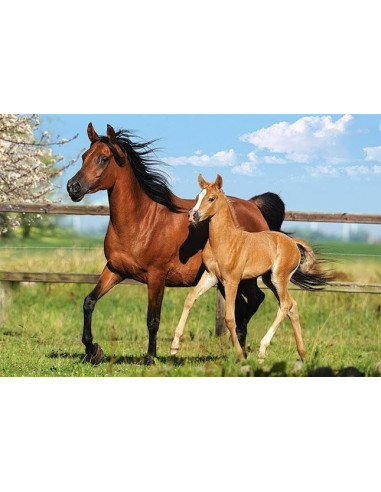 Mare And Foal, Puzzle Castorland, 260 Piese,Uniq27064