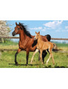 Mare And Foal, Puzzle Castorland, 260 Piese,Uniq27064