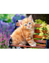 Ginger Kitten, Puzzle Castorland, 180 piese,Uniq18178