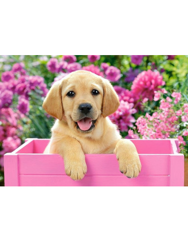 Labrador Puppy in Pink Box, Puzzle Castorland, 500