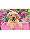 Labrador Puppy in Pink Box, Puzzle Castorland, 500