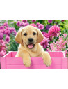 Labrador Puppy in Pink Box, Puzzle Castorland, 300