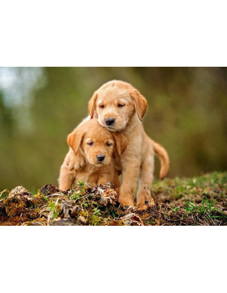 Puppy Love, Puzzle Castorland, 500 piese,Uniq52271