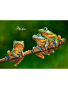 The Frog Companion, Puzzle Castorland, 500 piese,Uniq52301
