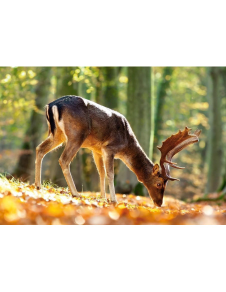 King of the Forest, Puzzle Castorland, 500 piese,Uniq52325