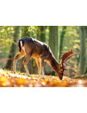 King of the Forest, Puzzle Castorland, 500 piese,Uniq52325